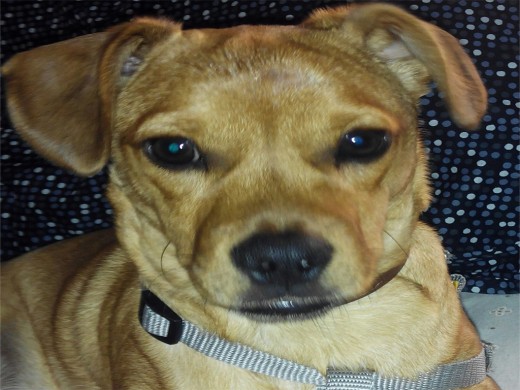 Nico pequeño y muy jugueton